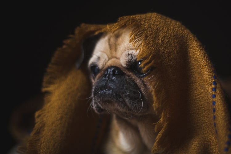 Close-up of a dog looking away