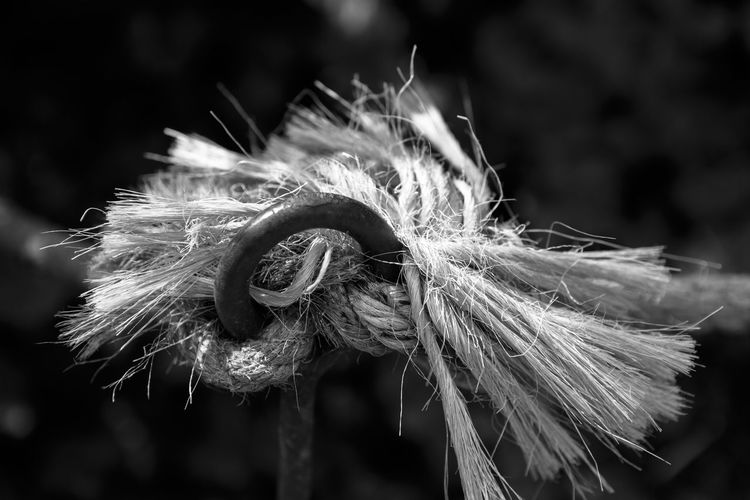 Close-up of wilted dandelion against blurred background