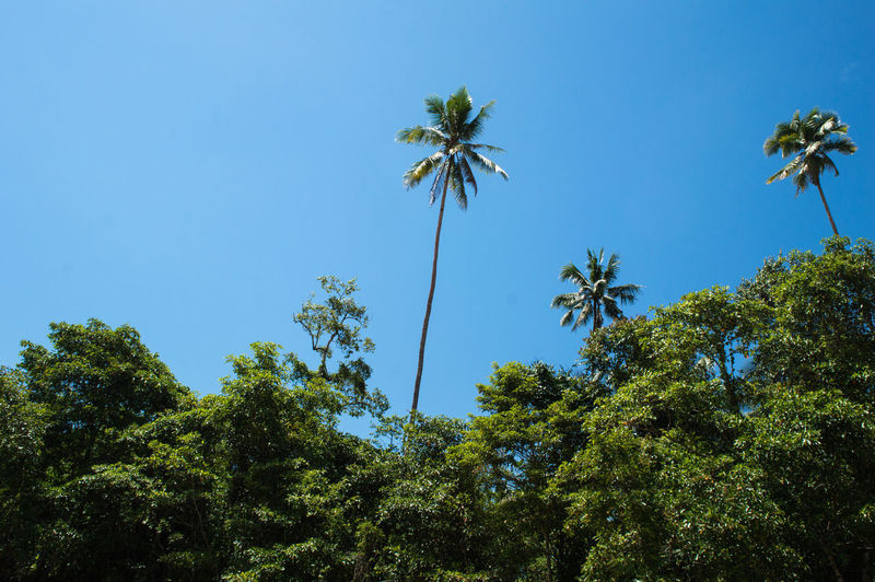 Low angle view of coconut palm trees against clear blue sky