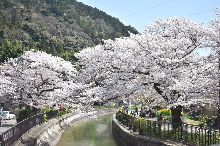 Cherry blossom trees by canal against sky