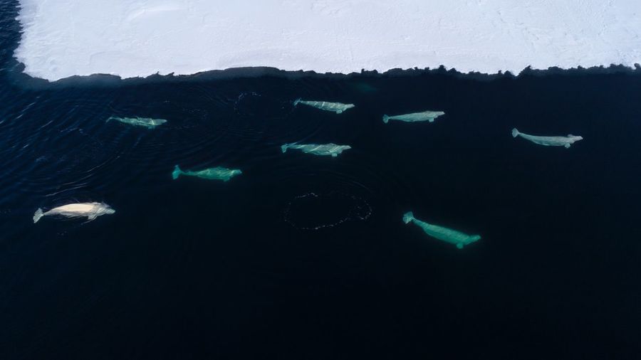A pod of beluga whales feeding at the ice edge on svalbard, in the high arctic