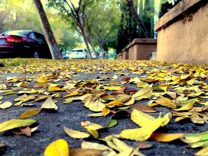 Fallen leaves on road