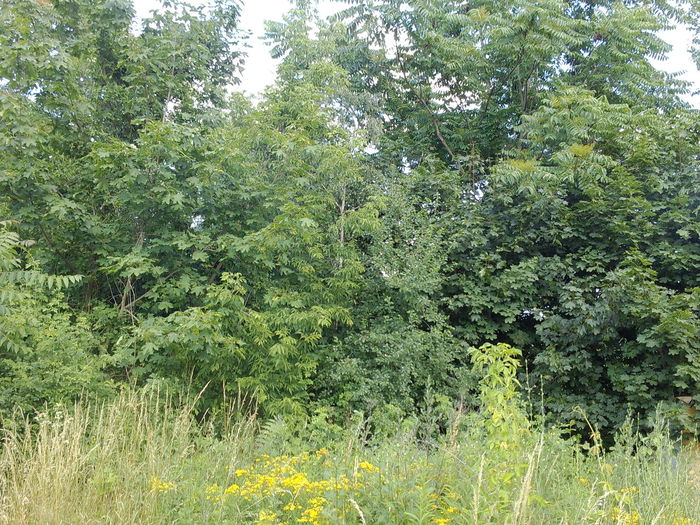 Trees and plants on field in forest