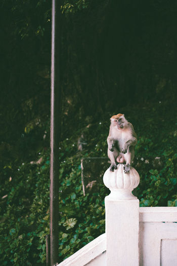 Monkey in batu caves, malaysia