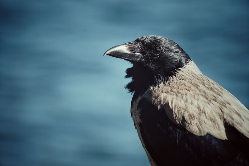 Close-up of crow 