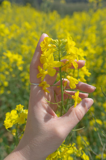 Cropped hand of woman holding yellow flowers