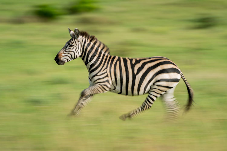 Slow pan of plains zebra crossing grass
