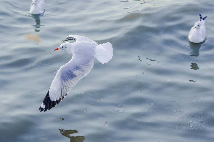 Seagulls flying over lake