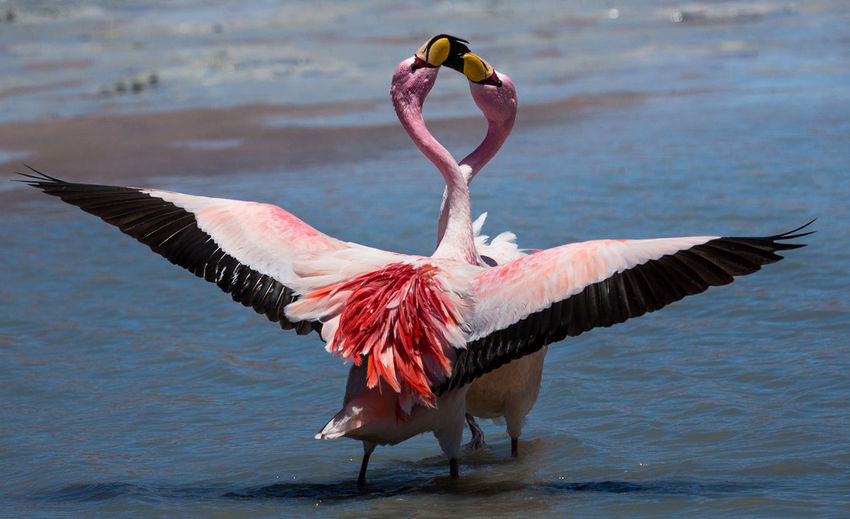 Flamingoes in river