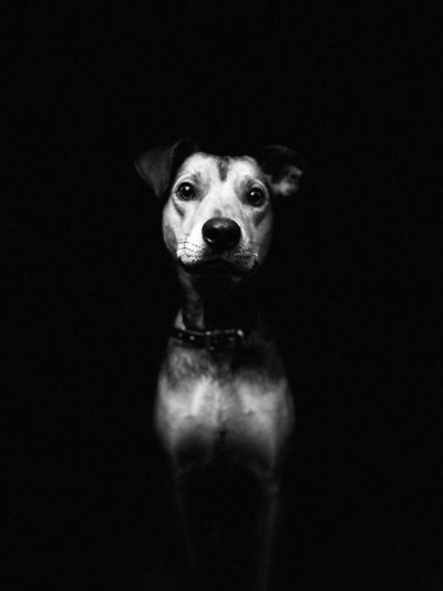 Black and white portrait of dog against black background