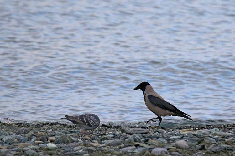 Cornacchia grigia in spiaggia 
