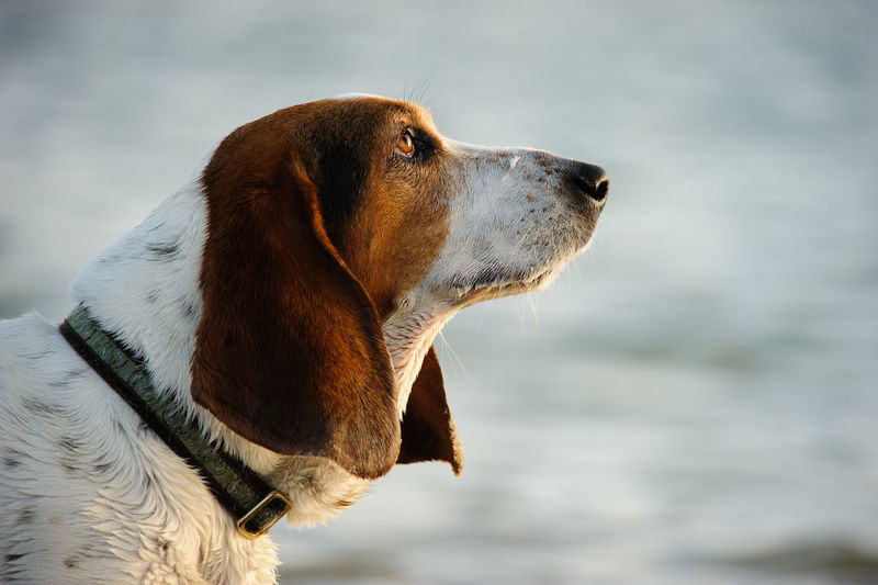 Close-up of basset hound dog looking away