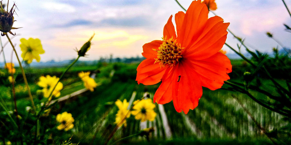 Close-up of orange flowering plants on field against sky