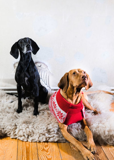 Two cute dogs in christmas costume sitting on white lam fur in front of white wall