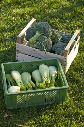 High angle view of vegetables in crates on field