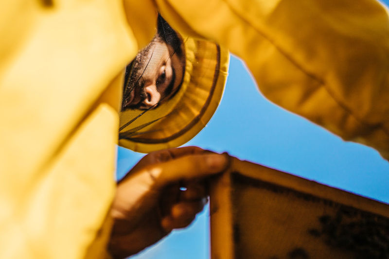 Low angle view of beekeeper inspects beehive