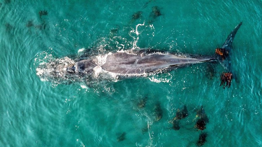 High angle view of a lone whale in the ocean