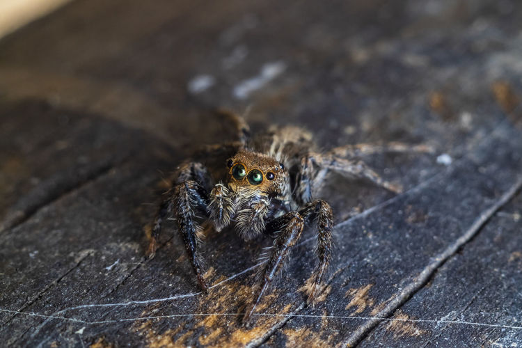 A beautiful macro-photo of a female jumping spider at the local nature reserve 