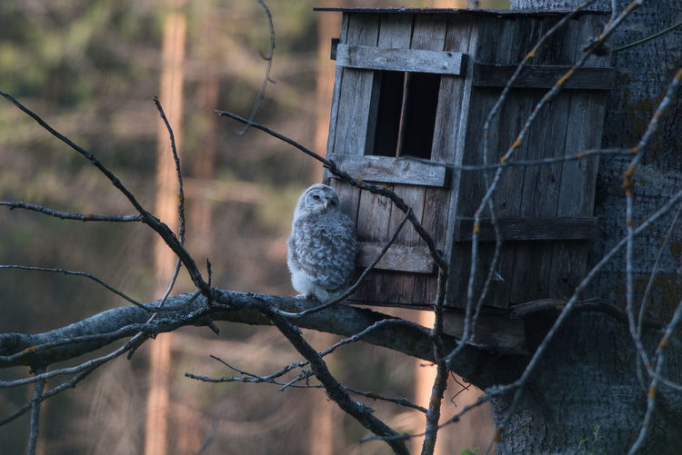 Brave young ural owl -strix uralensis- sitting on a birch tree branch outside nest box