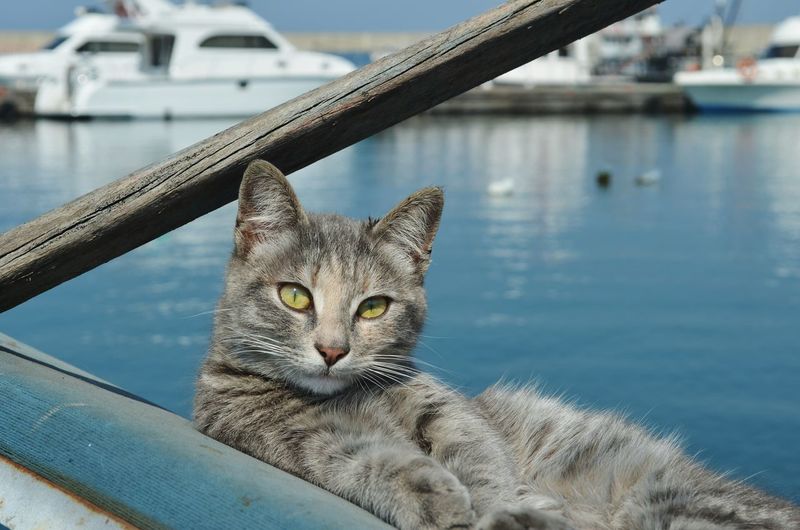 Portrait of cat at harbor