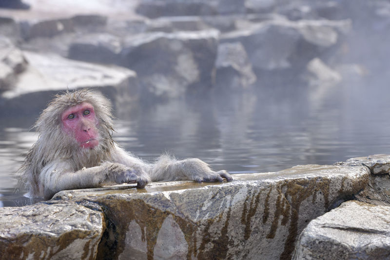 Portrait of a japanese snow monkey