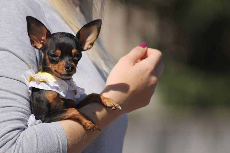 Cropped image of hand holding small dog