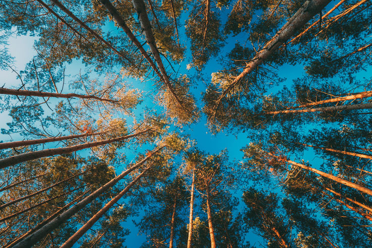 Low angle view of trees during autumn