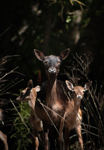 Female fallow deer and fawns coming out of the woods