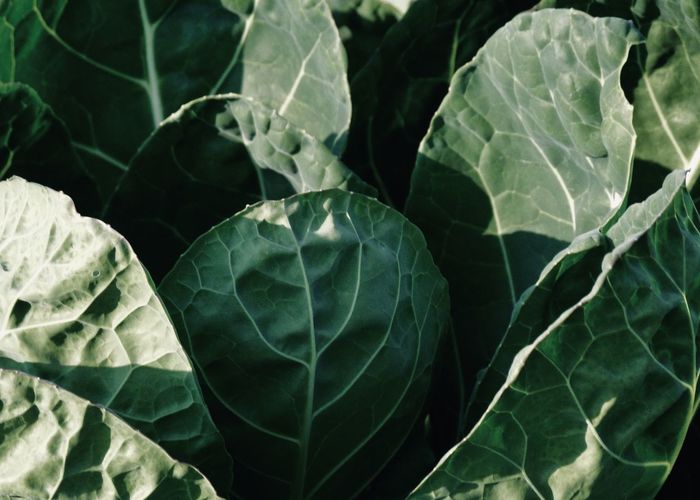 Full frame shot of green leaves