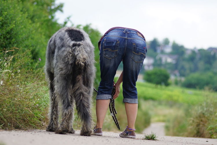 Rear view of pet owner bending by irish wolfhound on footpath