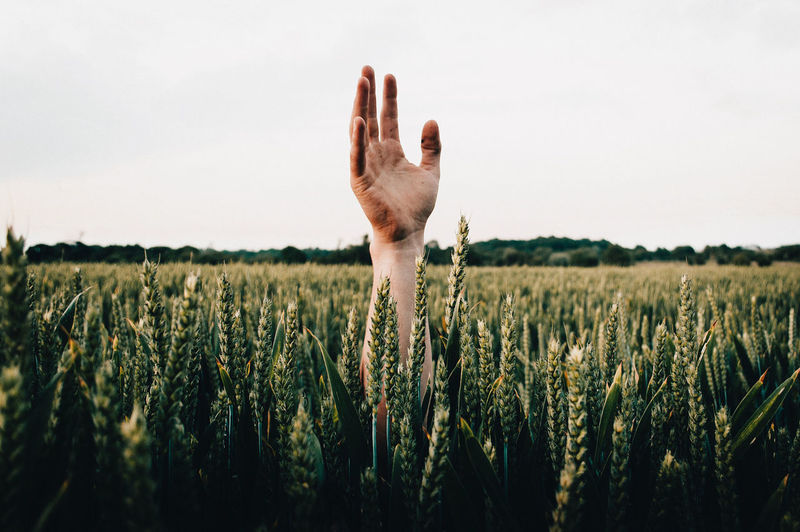 Cropped hand against plants in field