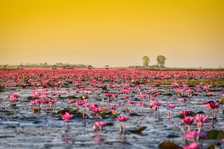 Pink flowers growing in lake against sky during sunset