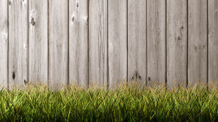 Full frame shot of plants growing on field
