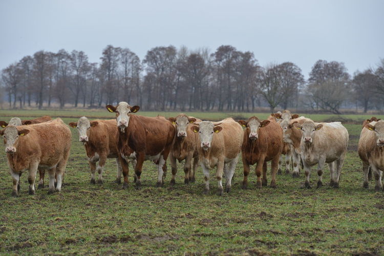 Horses in a field