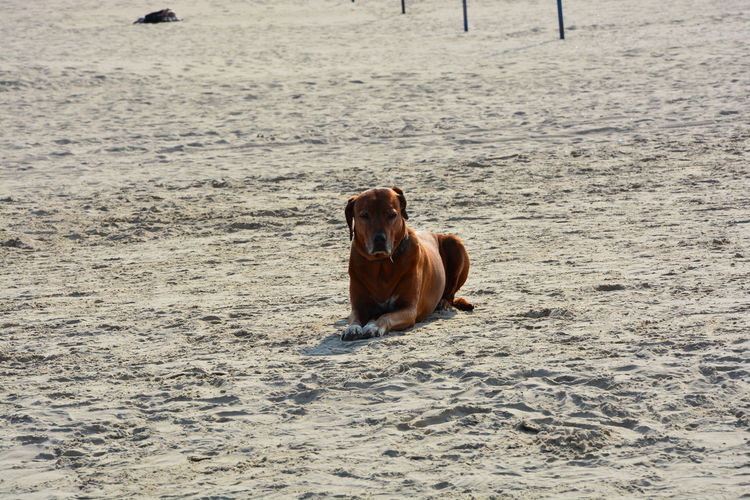 Dog lying on sand at beach