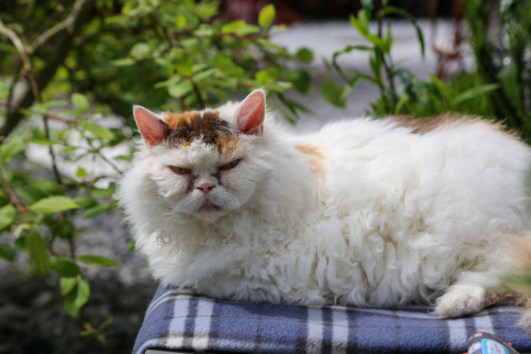 Portrait of white cat relaxing outdoors