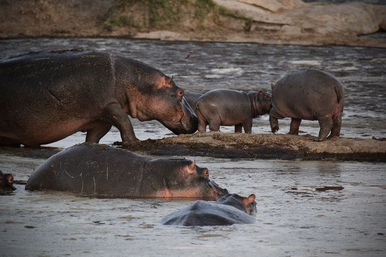 Close-up of pig drinking water
