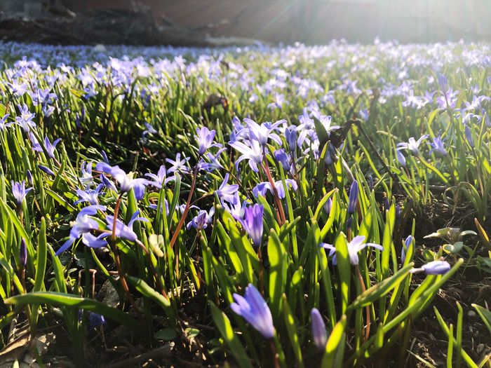 Close-up of crocus flowers blooming on field