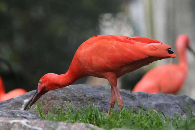 Scarlet ibises on field