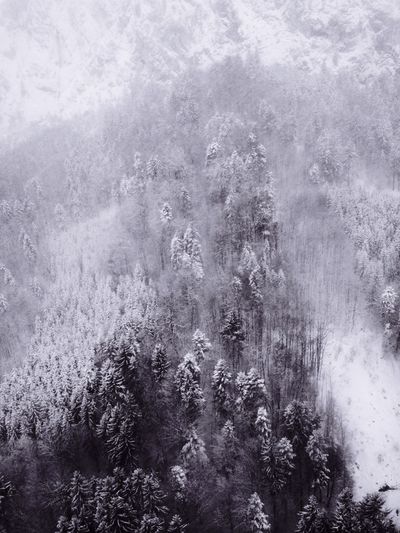 Reflection of trees in water