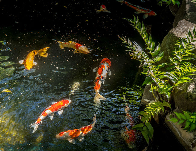 Fish swimming in sea