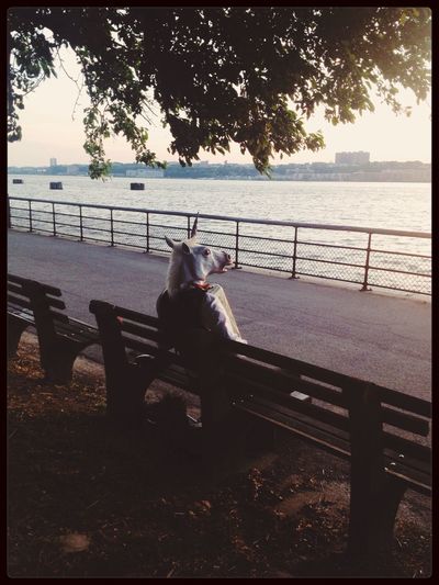 Person wearing horse mask sitting on bench by sidewalk