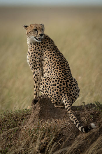 Full length of cheetah sitting on rock