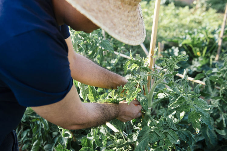 Crop view of anonymous farmer in wicker hat working in garden and checking seedlings growing in agricultural farm