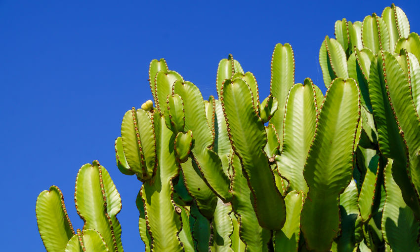 Close-up of succulent plant against clear blue sky