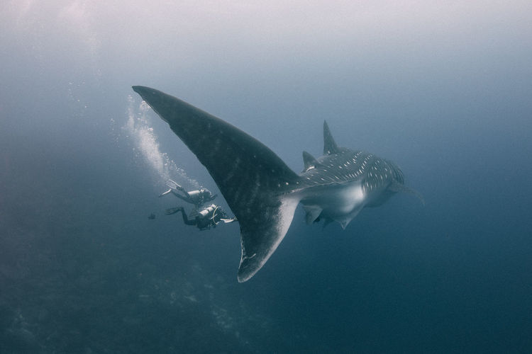 People scuba diving by whale undersea