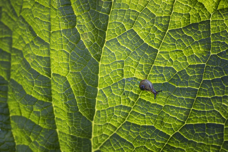 Small snail on a green leaf