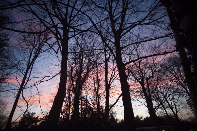 Silhouette of bare trees against sky at sunset