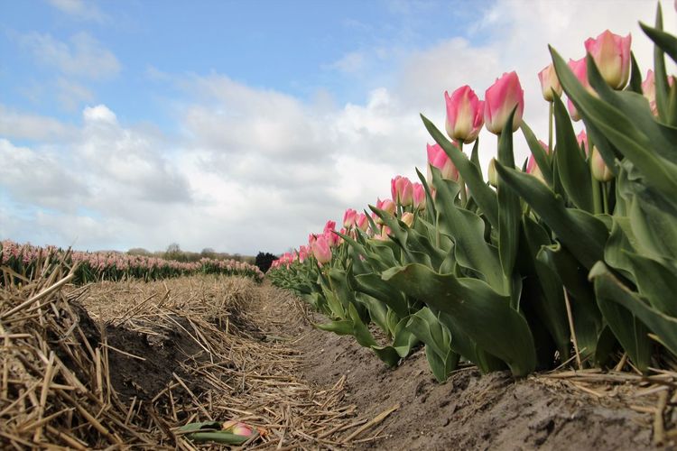 Low angle view of tulips growing on field against cloudy sky