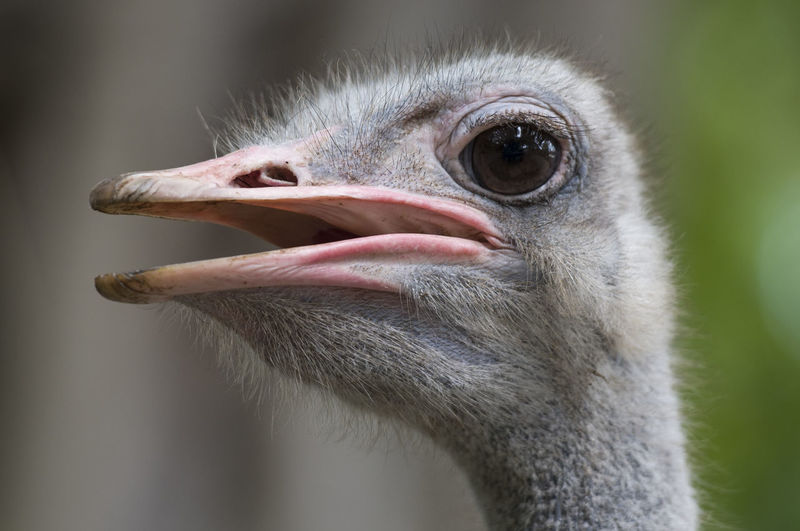 Close-up portrait of young bird